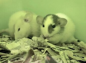 Potkani, potkánci DUMBO