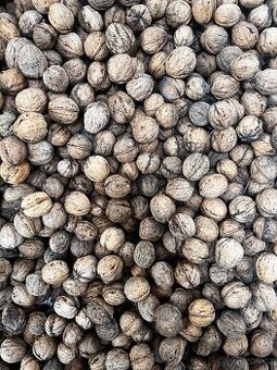 Domácí vlašské ořechy - celé