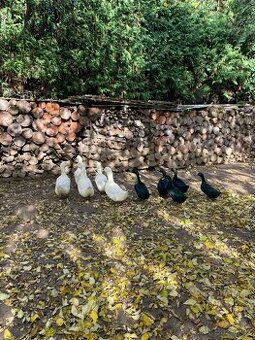 Prodám kachny plemena Kajuga