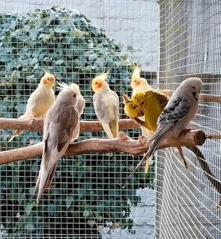 Kakariky,korela,andulka