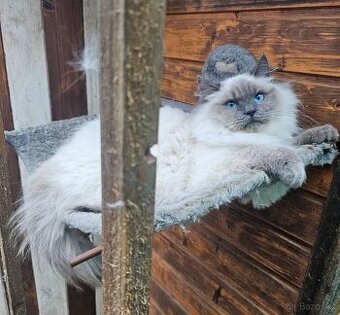 Sibiřská kočka něvská maškaráda