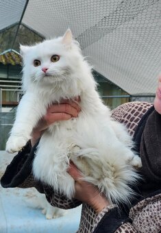 Sibiřská kočka něvská maškaráda