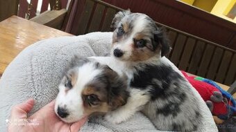 Australský ovčák X Havajský psík