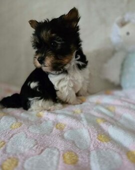 yorkšírský teriér biewer - 1