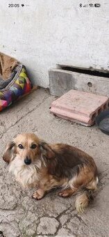 Scháním krití ,pro tuto fenku ve stejné barvě