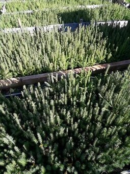 SMRK ZTEPILÝ - OBNOVA LESA