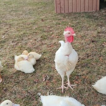 Prodám hodného kohoutka