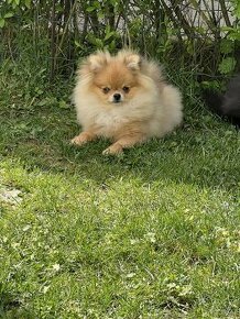 Pomeranian s pp