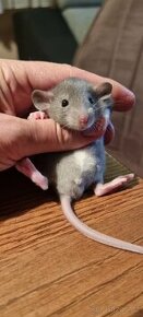 Potkan dumbo modrý
