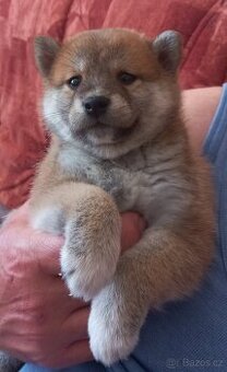 Shiba inu