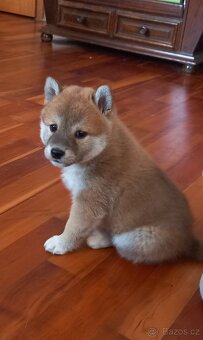 Shiba inu