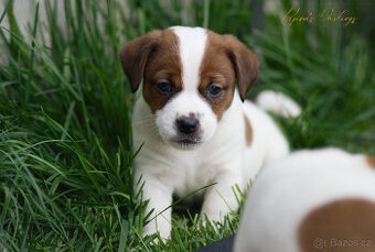 Jack Russell teriér s průkazem původu -PEJSEK