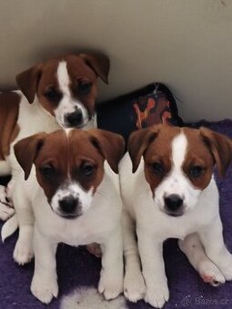 Jack Russell teriér s průkazem původu -PEJSEK