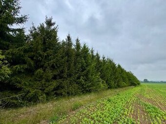 Lesní pozemek kú Křesetice 16381m2
