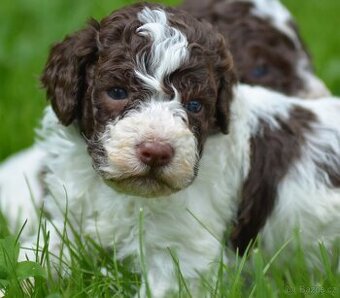 Lagotto Romagnolo s PP/ ITALSKÝ VODNÍ PES/