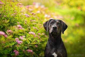 Catahoula Leopard Dog