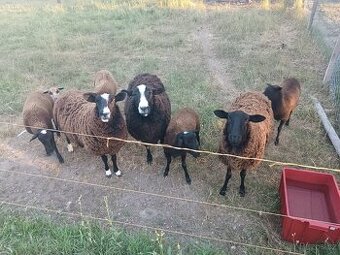 Ovce zwartbles