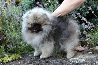 Pomeranian s PP