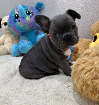 Francouzský buldoček Modry
