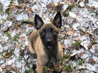 Belgicky ovcak malinois bez pp - 1