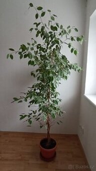 Fikus benjamin Ficus Benjamina, vzrostlá pokojová kytka