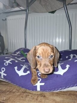 Štěně trpasličího jezevcika