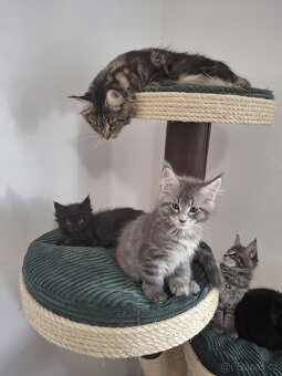Kočičí strom,škrábadlo.