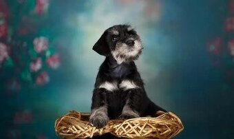 Knírač malý černostříbřitý s PP