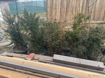 Tis červený - taxus baccata