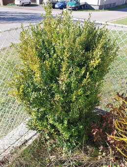 Buxus