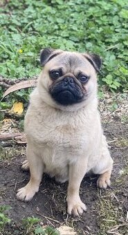 Čistokrevný mops