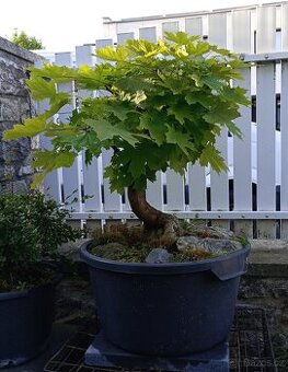 Javor mléč (Acer platanoides) bonsai