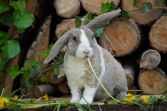 Krasna miminka rex beranků ( plyšová srst))