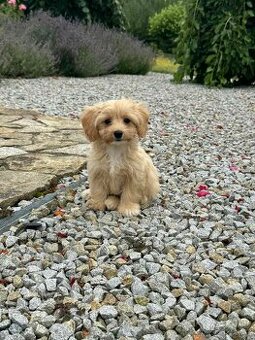 Maltipoo
