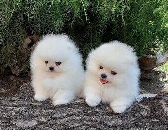 Pomeranian mini