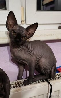 Sphynx