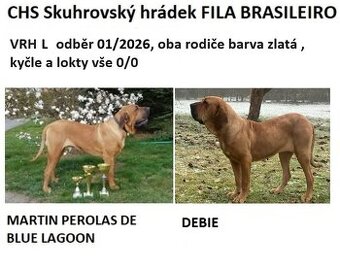 Brazilská fila – štěňata s PP