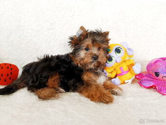 Jorkšírský teriér