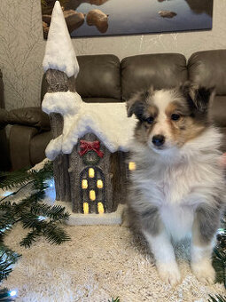 Šeltie - Sheltie s PP