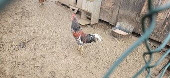 Kohouti (švédská květina)