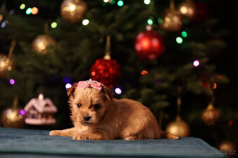 Golddust jorkšírský teriér ,Yorkshire, luxusní holčička s PP