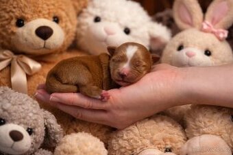 Golddust jorkšírský teriér ,Yorkshire, štěňátka s PP