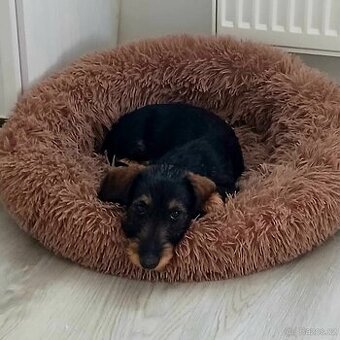 Jezevčík drsnosrstý standard bez PP