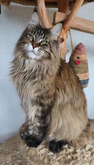 Mainská mývalí kočka