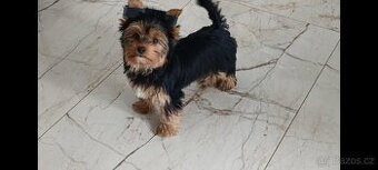 Jorkšírský teriér fenečka