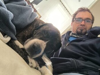 Hledám štěně narozené 3.4,26 po 10 h dopoledne.