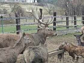 Farma Dubenec prodá dva jeleny na druhé hlavě