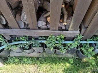 Břečťan - NEKVETOUCÍ varianta odr. NATASJA