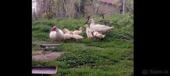 Násadová vejce Pižmovky bílé brojlerové
