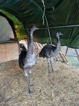 Pstros emu